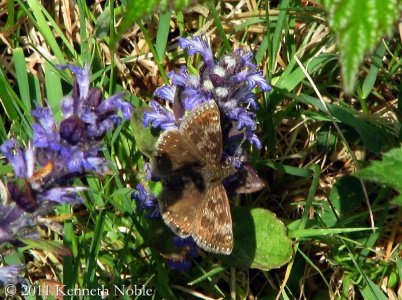 dingy skipper (Errynis tages) Kenneth Noble